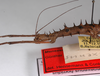 CollectionObject 1559791; 2211baf8-4d2a-449a-9c58-29fe89c91b67: copyright ZMB, Berlin. female: head and thorax, lateral view (paratype). (CollectionObject).;CollectionObject 1559792; 823860e5-75fe-4470-a935-55315762264a: copyright ZMB, Berlin. female: head and thorax, lateral view (paratype). (CollectionObject).
