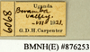 CollectionObject 1572870; d581ce2b-fd44-4d18-bd1c-f87591710697: Copyright Natural History Museum, London. Labels from non-type (adult female) in BM(NH). (CollectionObject).