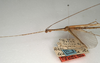 CollectionObject 1560096; NMW 1048, 88166d31-41d7-4be0-bf8e-84faea88f2d3: copyright NMW, Vienna. male: head and thorax, lateral view of synonym Aruanoidea liturata (lectotype). (CollectionObject).