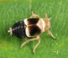 Live specimen: !! display not done !! on Criomorphus inconspicuus (Uhler, 1877): (Observation).