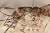 CollectionObject 1558490; aee7fa2c-e916-40b5-aa39-dca83fa57817: copyright UMO. female: head & thorax, lateral view (holotype). (CollectionObject).