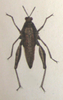 Chrotogonus (Chrotogonus) trachypterus trachypterus (Blanchard, 1836): Plate XXII, 6. female habitus. (Otu).