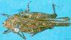 CollectionObject 1568339; 9dc4cd2f-2f68-4dc9-980b-40965078c67a: female, dorsal view (syntype of Coptotettix annulipes). (CollectionObject).