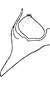 Anal tube processes on Apheliona bioculata (Melichar, 1903): Anal tube process. (Observation).