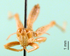 CollectionObject 1502090; ae68093e-88d6-4002-9841-a8186ae75f46: male, frons, topotype. (CollectionObject).