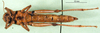 CollectionObject 1501092; c9185c61-5eb2-43ee-874c-392baa969405: female, ventral view (syntype). (CollectionObject).