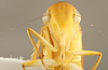 Head on Catagonalia lunata (Signoret, 1854): Head/Face. (Observation).