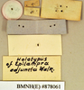 Epilampra cinerascens Brunner von Wattenwyl, 1865: Holotype, male, labels, reverse. BMNH(E)#878061. (Otu).