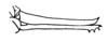 Ceuthophilus (Ceuthophilus) lapidicola (Burmeister, 1838): Fig. 149. ovipositor. (Otu).