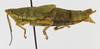 CollectionObject 1568956; fd71c681-b202-424c-863a-b77bcbb0d99f: female, lateral view (allotype). (CollectionObject).