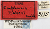 Other on Bulbauchenia bakeri (Funkhouser, 1915): (Observation).