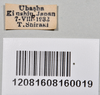 CollectionObject 1559854; NTUC 742, others barcoded, 616422ea-83f3-438c-83a2-d178842e7333: copyright NTUC. female, data labels (syntype). (CollectionObject).