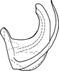 Aedeagus, lateral view on Drabescus gressitti Evans, 1972: Aedeagus, lateral view. (Observation).