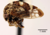 Habitus, lateral view on Cyrtolobus parvulus Woodruff, 1924: (Observation).
