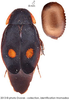 Euthyrrhapha pacifica (Coquebert de Montbret, 1804): Copyright Josef Dvorák. Euthyrrhapha pacifica - adult male and ootheca. (Otu).