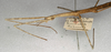 CollectionObject 1557920; NMW 399, dfa1cd39-21cc-4686-b77b-45cdce2c79b8: copyright Naturhistorisches Museum, Wien [Vienna]. female: head and thorax, lateral view of Gratidia bituberculata (syntype). (CollectionObject).