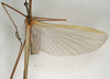 CollectionObject 1561957; b9655f81-9f02-44a3-8f36-c885c44e980e, NMW 1104: copyright NMW, Vienna. male, wings of synonym Sipyloidea filiformis (lectotype). (CollectionObject).