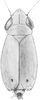 Habitus, dorsal view on Arocephalus (Ariellus) punctum (Flor, 1861): Habitus (male). (Observation).