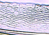 Ovipositor: Opsius stactogalus, 1st valvula dorsal sculpturing (INHS). (Observation).