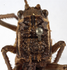 CollectionObject 1566727; b9fe6d07-052f-4ba7-9565-a433e921d74d: female nymph, pronotum, dorsal view (syntype). (CollectionObject).