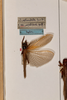 CollectionObject 1531237; cc43f315-e9ff-4f2e-98ee-d6d54d6eda3f: female, on drawer (holotype). (CollectionObject).
