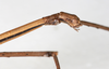 CollectionObject 1559379; NMW 307, 5bcbf320-07a8-4072-a0c5-968e84d6020b: copyright NMW, Vienna. male: head & thorax, lateral view (holotype). (CollectionObject).