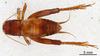 CollectionObject 1522887; 452d108d-8f8c-43c6-a616-6c388fa608b4: Male, dorsal view (holotype). (CollectionObject).