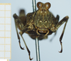 CollectionObject 1585501; 597f2d76-7379-47d6-946e-83aed747807a: female, frontal view. (CollectionObject).