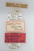 CollectionObject 1524412; 3b5affa0-d233-4f46-81ee-5fee74c157e8: labels (holotype of Cylindrotettix elongatus). (CollectionObject).