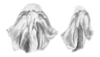 Ceuthophilus (Ceuthophilus) utahensis Thomas, 1876: Figs. 3-3a. epiphallus. (Otu).