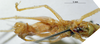 CollectionObject 1532847; NMW 3224891, d1b487f5-7152-4e67-82d8-da627a88caec: male ventral view (syntype). (CollectionObject).