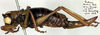 CollectionObject 1517116; 1a8c4fe0-7493-409f-b0c7-f96873d66a93: female, lateral view (holotype). (CollectionObject).