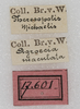 labels (syntype). Depicts CollectionObject 1564285; NMW 17.601, a9a65a7e-85ad-4a2c-8ea2-8243d6ea6d42, a CollectionObject.