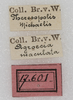 CollectionObject 1564285; NMW 17.601, a9a65a7e-85ad-4a2c-8ea2-8243d6ea6d42: labels (syntype). (CollectionObject).