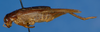 CollectionObject 1580026; 9b3cf6a2-f207-4a0a-a917-2746ad938a42: male, lateral view (as Itaropsis parviceps). (CollectionObject).