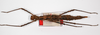 CollectionObject 1558620; 004f81cf-8f5b-48fe-ba2e-596cce0b9a6d: copyright ZMB, Berlin. female (paralectotype). (CollectionObject).;CollectionObject 1558621; 457bf35d-10cc-44dd-a7df-44b20b9cad56: copyright ZMB, Berlin. female (paralectotype). (CollectionObject).;CollectionObject 1558622; 57bd3c81-712d-4b8f-bcf9-b8a17e12b6db: copyright ZMB, Berlin. female (paralectotype). (CollectionObject).