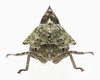 Live specimen: !! display not done !! on Heliria fitchi Ball, 1925: (Observation).