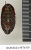 CollectionObject 1572867; af0319da-10fe-4fef-b8e5-c1137474c04a: Copyright Natural History Museum, London. Non-type (adult female) in BM(NH). Ventral view. (CollectionObject).