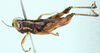 male, lateral view. Depicts Kassongia subfuscata Grunshaw, 1986, an Otu.