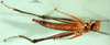 CollectionObject 1581782; 1ae8d2a9-8c14-4266-b930-ac561e872ec3: female, ventral view (allotype). (CollectionObject).