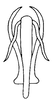 Aedeagus, posterior view on Coarctana serpenta (DeLong, 1980): Male: aedeagus, posterior view. (Observation).