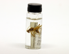 CollectionObject 1527846; 4a10535b-bff4-48e6-94c8-dc4341dfea08: specimen vial (holotype). (CollectionObject).