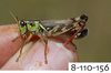 Melanoplus uinta Otte, 2012: (Otu).