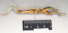 CollectionObject 1562191; NHMUK(SF IMPORT DUPLICATE) 844970, 404bd9bf-be29-46ea-89de-b187a3d1d6d1: copyright Natural History Museum, London. male, lateral view (holotype). (CollectionObject).