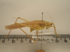 CollectionObject 1590425; 9531c51c-3f29-4cd2-9eb3-53287efb6dc0, MPEGMPEG ORT 16017606: male, body lateral view (holotype). (CollectionObject).