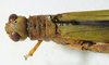CollectionObject 1498678; 055155c0-0748-4961-98b0-6c929e5e0c6a: female pronotum, dorsal view. (CollectionObject).