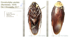 Homalosilpha ustulata (Burmeister, 1838): (Otu).