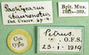 CollectionObject 1578415; df96b08d-2af7-4a9f-b839-c63cf2ccee5c: labels (paratype). (CollectionObject).