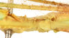 CollectionObject 1589804; a39a13ab-2831-4d71-9684-e78fac396e7f: copyright NHMUK, London. male : thorax, lateral view (holotype). (CollectionObject).