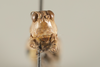 CollectionObject 1499305; a42378cc-27b3-4cfe-9836-04226b3f27ad: Male, frons (holotype). (CollectionObject).